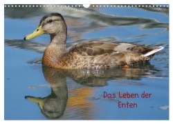 Cover-Bild zum Titel 'Das Leben der Enten (Wandkalender 2026 DIN A3 quer), CALVENDO Monatskalender' von 'Kattobello Kattobello'