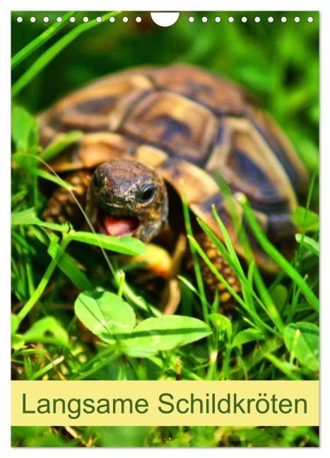Langsame Schildkröten (Wandkalender 2026 DIN A4 hoch), CALVENDO Monatskalender - Kattobello Kattobello
