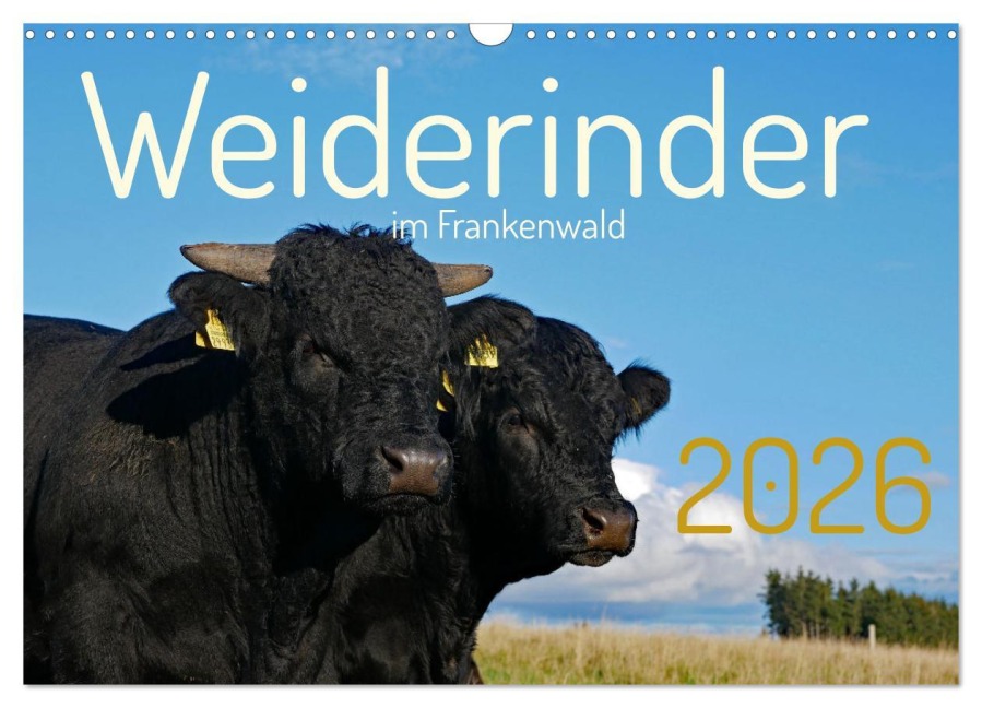 Weiderinder im Frankenwald (Wandkalender 2026 DIN A3 quer), CALVENDO Monatskalender - Cordula Kelle-Dingel
