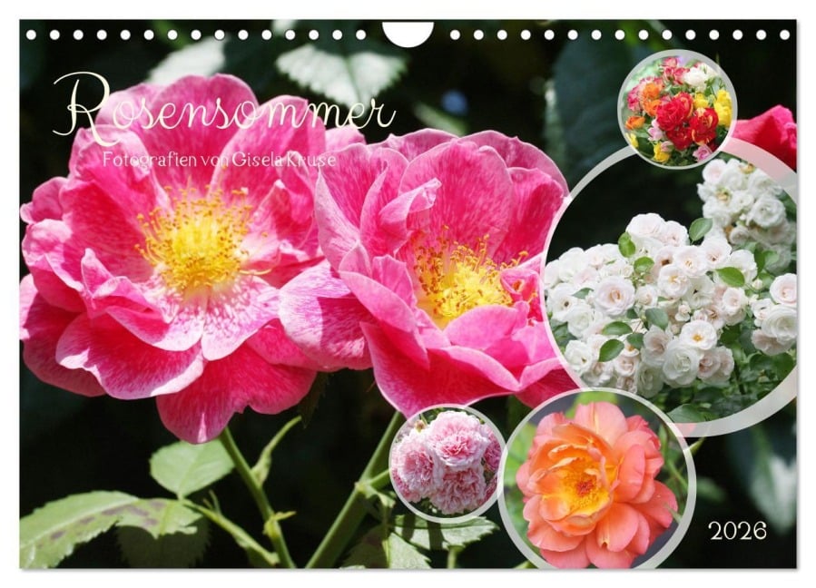Rosensommer (Wandkalender 2026 DIN A4 quer), CALVENDO Monatskalender - Gisela Kruse