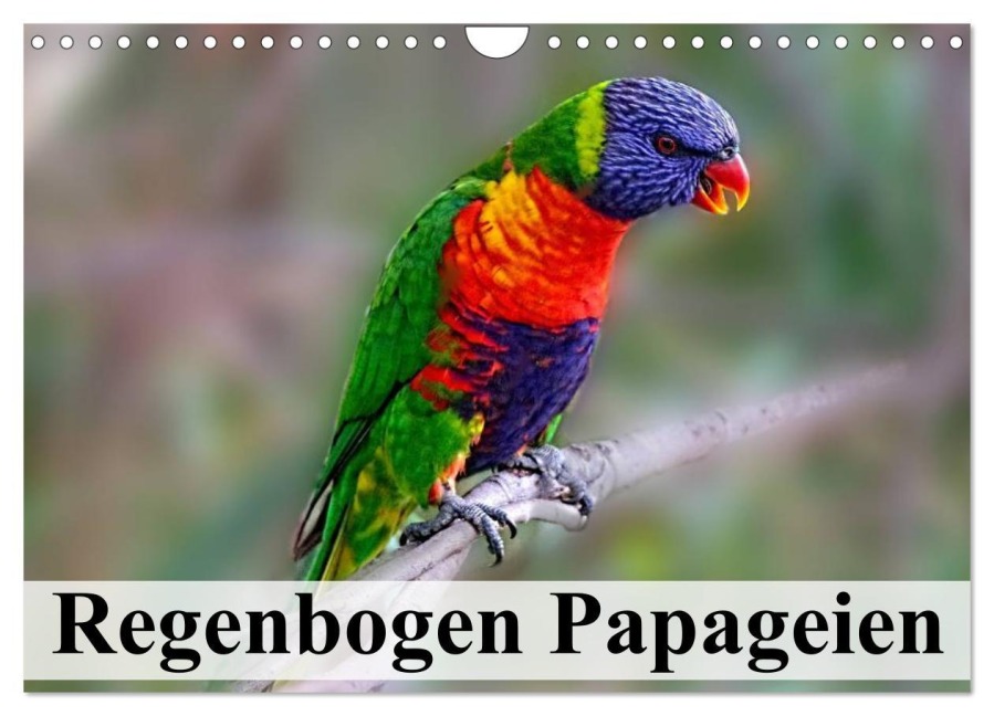 Regenbogen Papageien (Wandkalender 2026 DIN A4 quer), CALVENDO Monatskalender - Elisabeth Stanzer