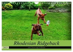 Rhodesian Ridgeback ein Clown auf 4 Pfoten (Wandkalender 2025 DIN A4 quer), CALVENDO Monatskalender - Dagmar Behrens