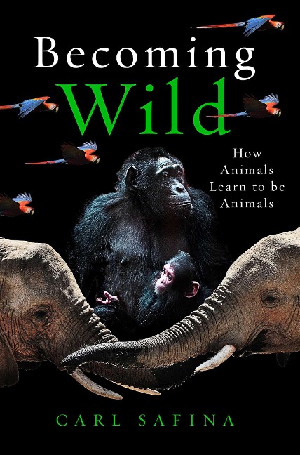 Becoming Wild - Carl Safina