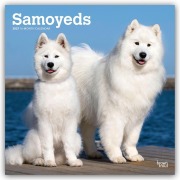 Cover-Bild zum Titel 'Samoyeds - Samojede 2027 - 16-Monatskalender' von 'Browntrout Publishers'