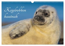 Kegelrobben hautnah (Wandkalender 2025 DIN A3 quer), CALVENDO Monatskalender - Sigrid Starick