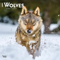 Wolves 2025 12 X 24 Inch Monthly Square Wall Calendar Plastic-Free - Browntrout