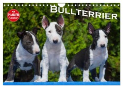 Cover-Bild zum Titel 'Bullterrier (Wandkalender 2026 DIN A4 quer), CALVENDO Monatskalender' von 'Bullterrier Bullterrier'