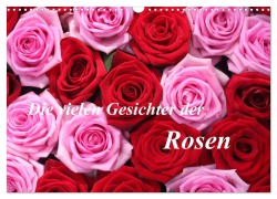 Cover-Bild zum Titel 'Die vielen Gesichter der Rosen (Wandkalender 2026 DIN A3 quer), CALVENDO Monatskalender' von 'Gisela Kruse'