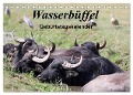 Wasserbüffel - Geburtstagskalender (Tischkalender 2024 DIN A5 quer), CALVENDO Monatskalender - Frank Gayde