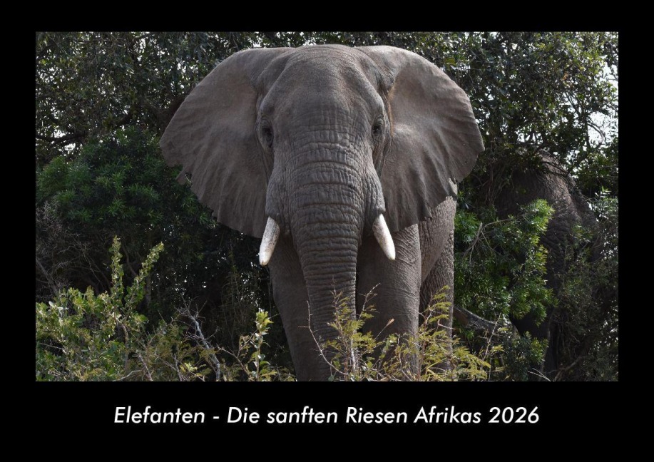 Elefanten - Die sanften Riesen Afrikas 2026 Fotokalender DIN A3 - Tobias Becker
