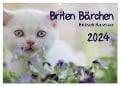 Briten Bärchen ¿ Britsch Kurzhaar 2024 (Wandkalender 2024 DIN A3 quer), CALVENDO Monatskalender - Heidi Bollich