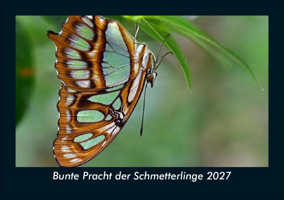 Bunte Pracht der Schmetterlinge 2027 Fotokalender DIN A5 - Tobias Schmitt, Kevin Heber