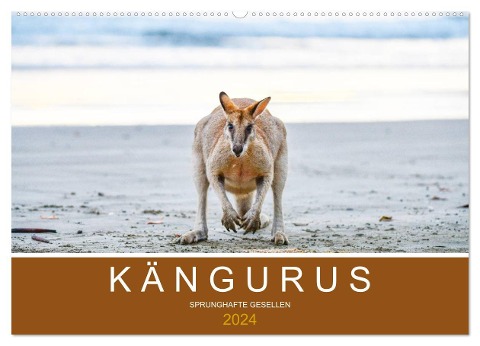 Kängurus, sprunghafte Gesellen (Wandkalender 2024 DIN A2 quer), CALVENDO Monatskalender - Robert Styppa