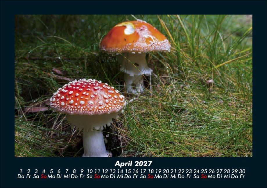InsideView 8