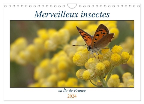 Merveilleux insectes en Île-de-France (Calendrier mural 2024 DIN A4 vertical), CALVENDO calendrier mensuel - Michel Denis