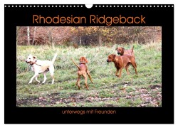 Rhodesian Ridgeback unterwegs mit Freunden (Wandkalender 2025 DIN A3 quer), CALVENDO Monatskalender - Dagmar Behrens