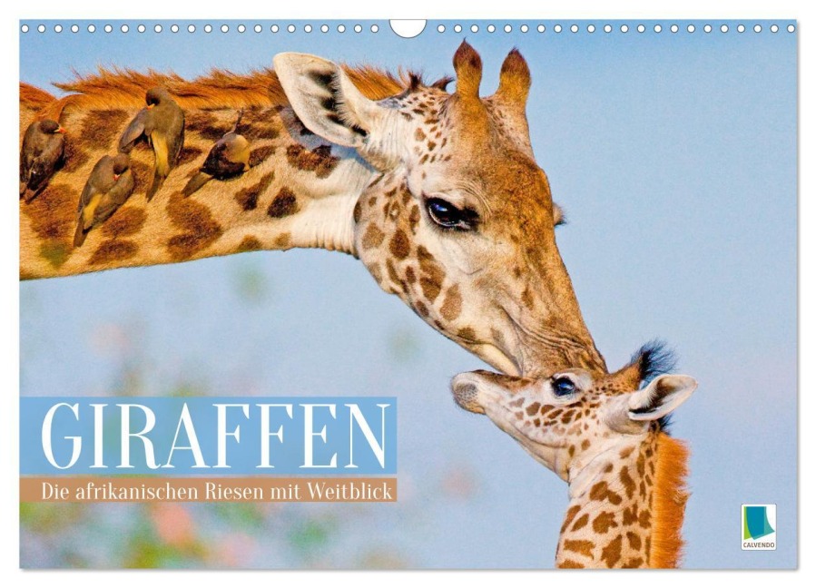 Giraffen: Die afrikanischen Riesen mit Weitblick (Wandkalender 2026 DIN A3 quer), CALVENDO Monatskalender - Calvendo Calvendo