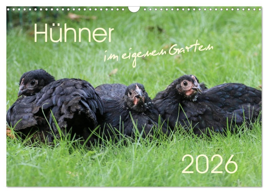 Hühner im eigenen Garten (Wandkalender 2026 DIN A3 quer), CALVENDO Monatskalender - Nicole Stephan
