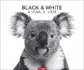 Black & White Animals 2025 - 