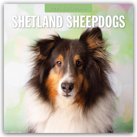 Shetland Sheepdogs - Sheltie 2025 - 16-Monatskalender - 