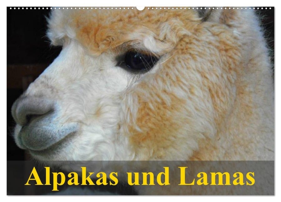 Alpakas und Lamas (Wandkalender 2026 DIN A2 quer), CALVENDO Monatskalender - Elisabeth Stanzer