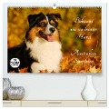 Bekannt wie ein bunter Hund. Australian Shepherd (hochwertiger Premium Wandkalender 2025 DIN A2 quer), Kunstdruck in Hochglanz - Sigrid Starick