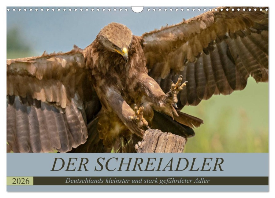 Der Schreiadler (Clanga pomarina) - Deutschands kleinster und stark gefährdeter Adler. (Wandkalender 2026 DIN A3 quer), CALVENDO Monatskalender - Arne Wünsche