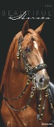 Beautiful Horses 2025 - Foto-Kalender - Wand-Kalender - 30x70 - 