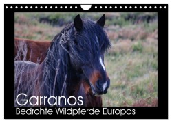 Cover-Bild zum Titel 'Garranos - Bedrohte Wildpferde Europas (Wandkalender 2026 DIN A4 quer), CALVENDO Monatskalender' von 'Sabine Bengtsson/Www. Perlenfaenger. Com'