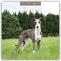 Whippets - Whippet - Britischer Windhund 2025 - 16-Monatskalender - 