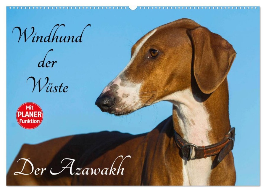 Windhund der Wüste - Der Azawakh (Wandkalender 2026 DIN A2 quer), CALVENDO Monatskalender - Sigrid Starick