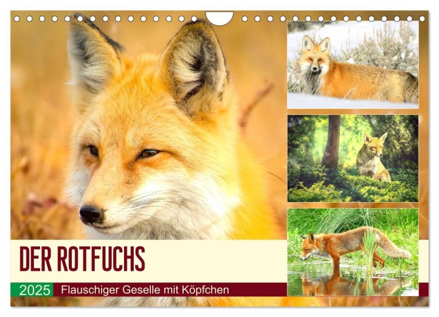 Der Rotfuchs. Flauschiger Geselle mit Köpfchen (Wandkalender 2025 DIN A4 quer), CALVENDO Monatskalender - Rose Hurley