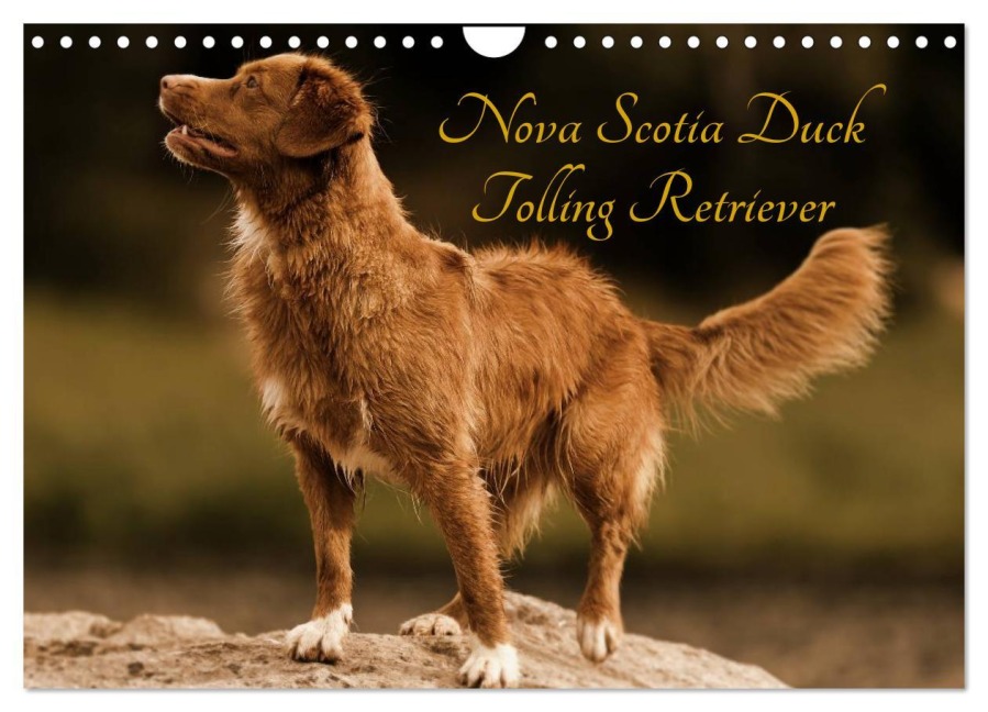 Nova Scotia Duck Tolling Retriever (Wandkalender 2026 DIN A4 quer), CALVENDO Monatskalender - Beatrice Müller Hundefotowerk