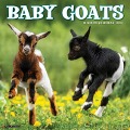 Baby Goats 2025 12 X 12 Wall Calendar - Willow Creek Press