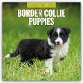 Border Collie Puppies - Border Collie Welpen 2025 - 16-Monatskalender - 