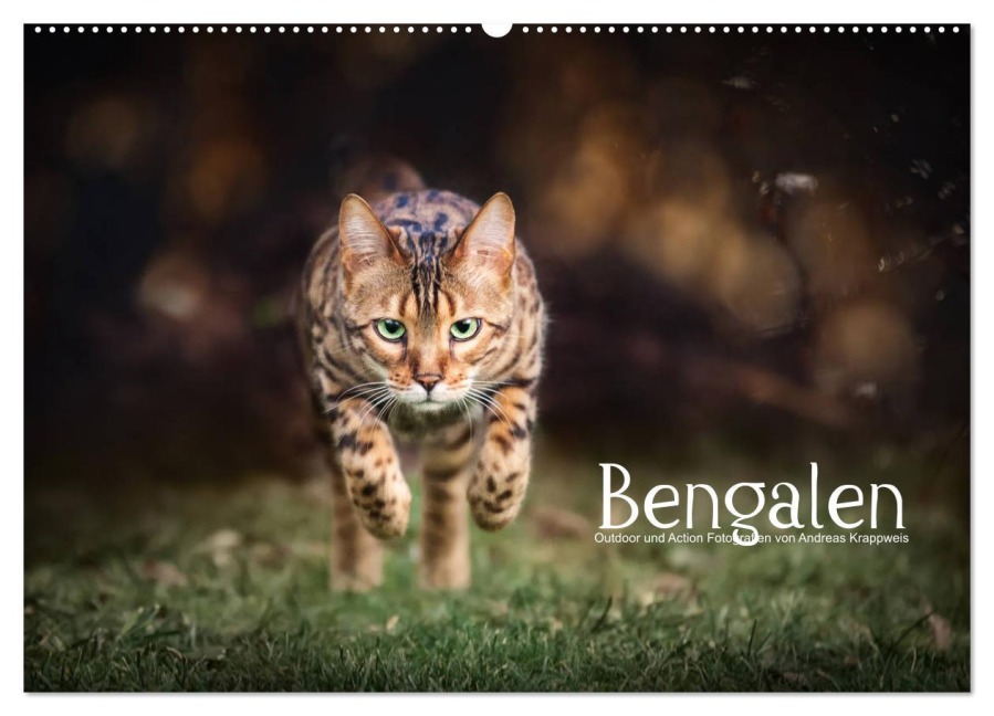 Bengalen Outdoor und Action (Wandkalender 2026 DIN A2 quer), CALVENDO Monatskalender - Andreas Krappweis