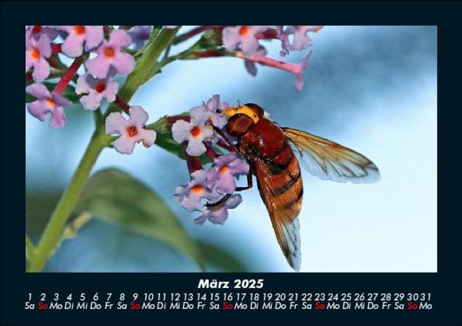 InsideView 7