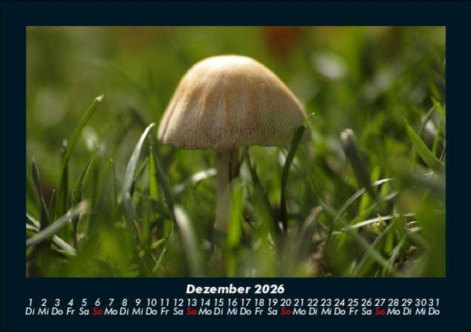 InsideView 4