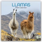 Llamas - Lamas 2026 - 16-Monatskalender - Gifted Stationery Co. Ltd