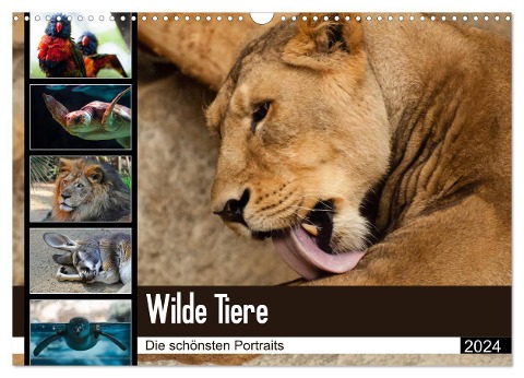 Wilde Tiere - Die schönsten Portraits (Wandkalender 2024 DIN A3 quer), CALVENDO Monatskalender - Sylke Enderlein - Bethari Bengals