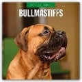 Bullmastiffs - Bullmastiff 2025 - 16-Monatskalender - 