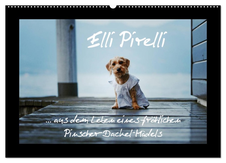 Elli Pirelli... aus dem Leben eines fröhlichen Pinscher-Dackel-Mädels (Wandkalender 2026 DIN A2 quer), CALVENDO Monatskalender - Kathrin Köntopp