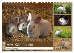 Cover-Bild zum Titel 'Rex - Kaninchen (Wandkalender 2026 DIN A3 quer), CALVENDO Monatskalender' von 'Anja Bagunk'