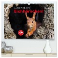 Guck mal, ein Eichhörnchen! (hochwertiger Premium Wandkalender 2025 DIN A2 quer), Kunstdruck in Hochglanz - Margret Brackhan