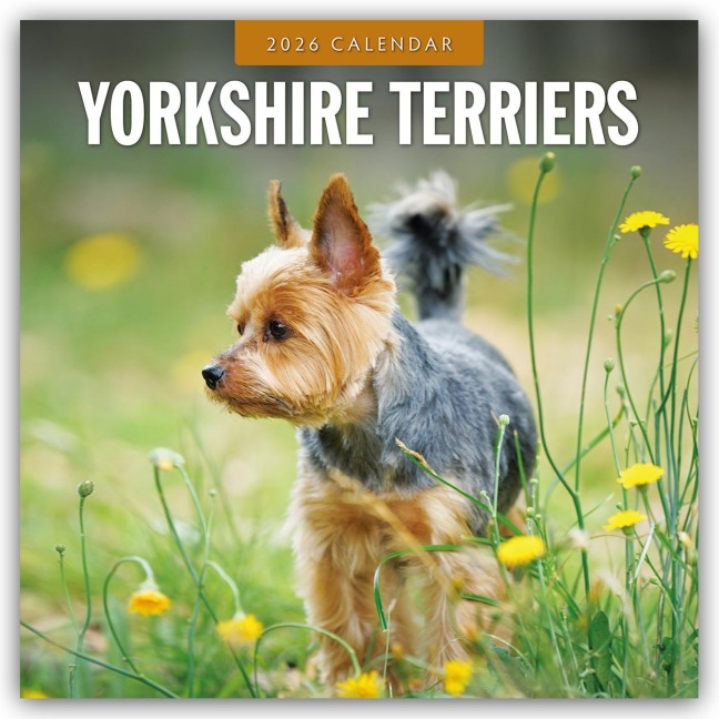 Yorkshire Terriers - Yorkshire Terrier 2026 - 16-Monatskalender - Robin Red
