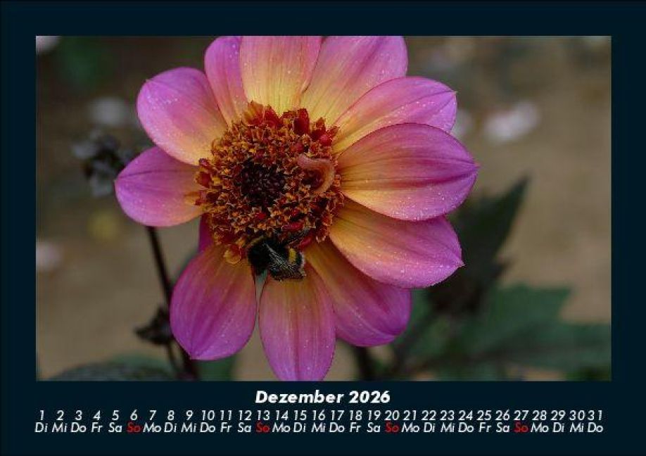 InsideView 4