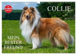 Collie - Mein bester Freund (Wandkalender 2026 DIN A3 quer), CALVENDO Monatskalender - Sigrid Starick
