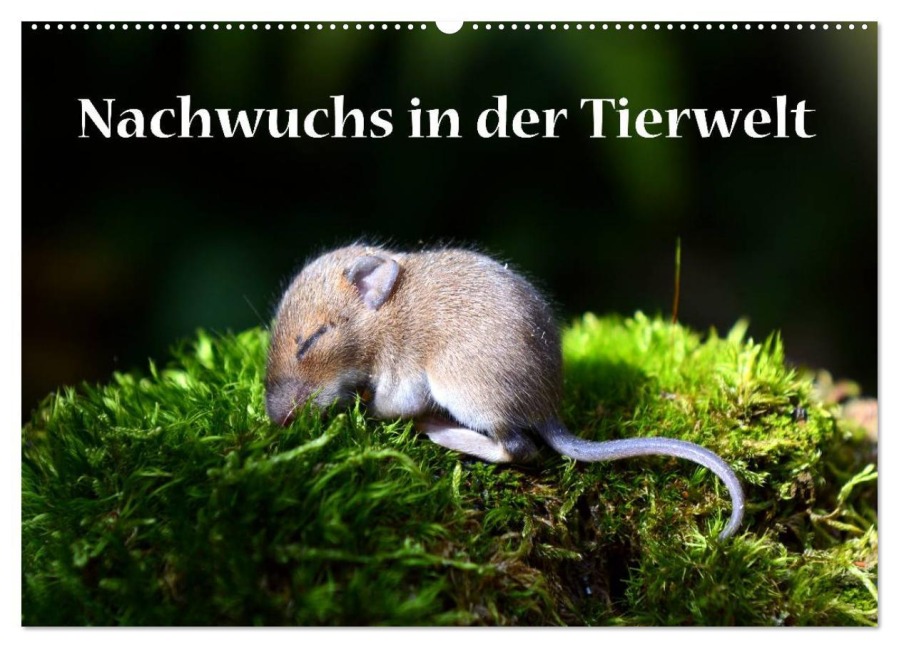 Nachwuchs in der Tierwelt (Wandkalender 2026 DIN A2 quer), CALVENDO Monatskalender - Gugigei Gugigei