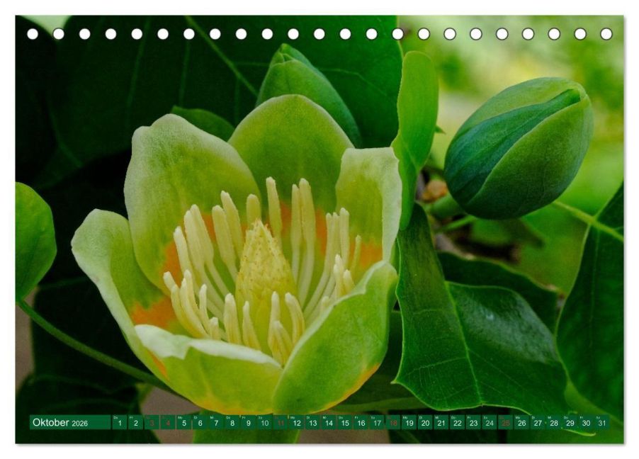 InsideView 2