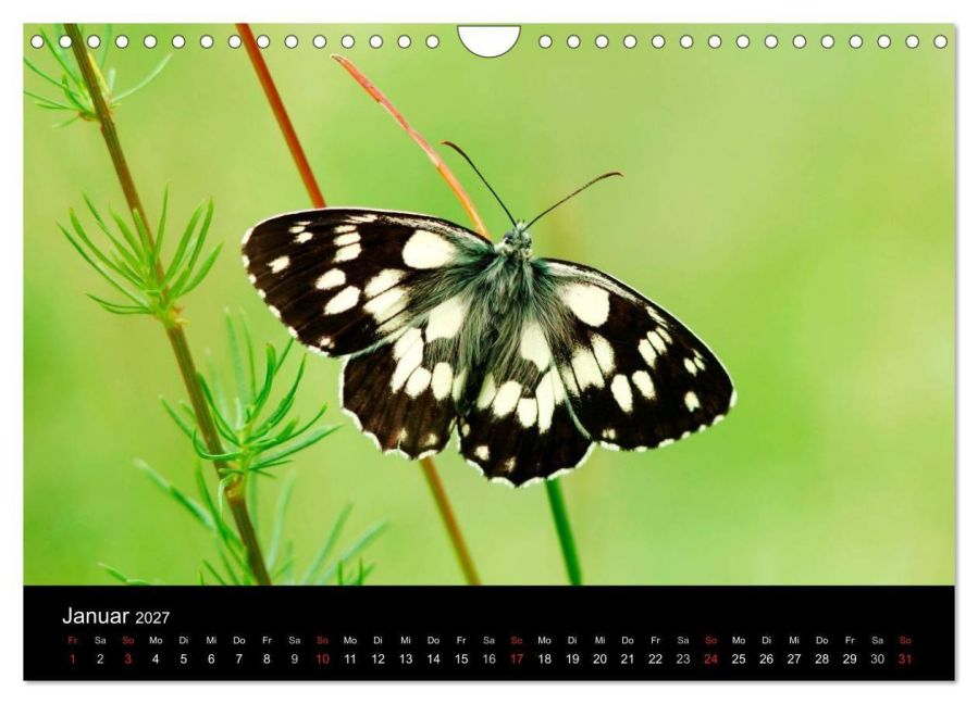 InsideView 6